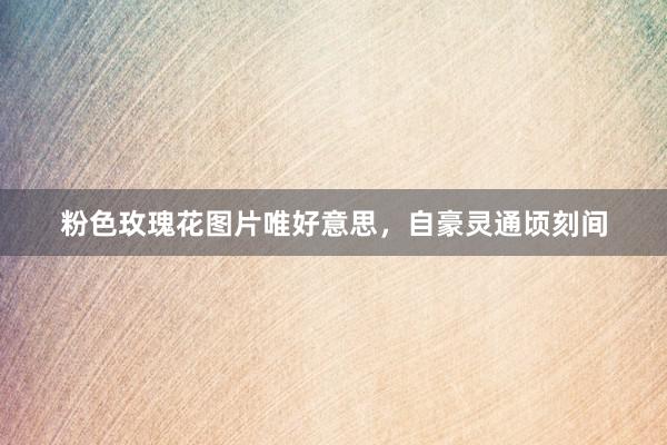 粉色玫瑰花图片唯好意思，自豪灵通顷刻间